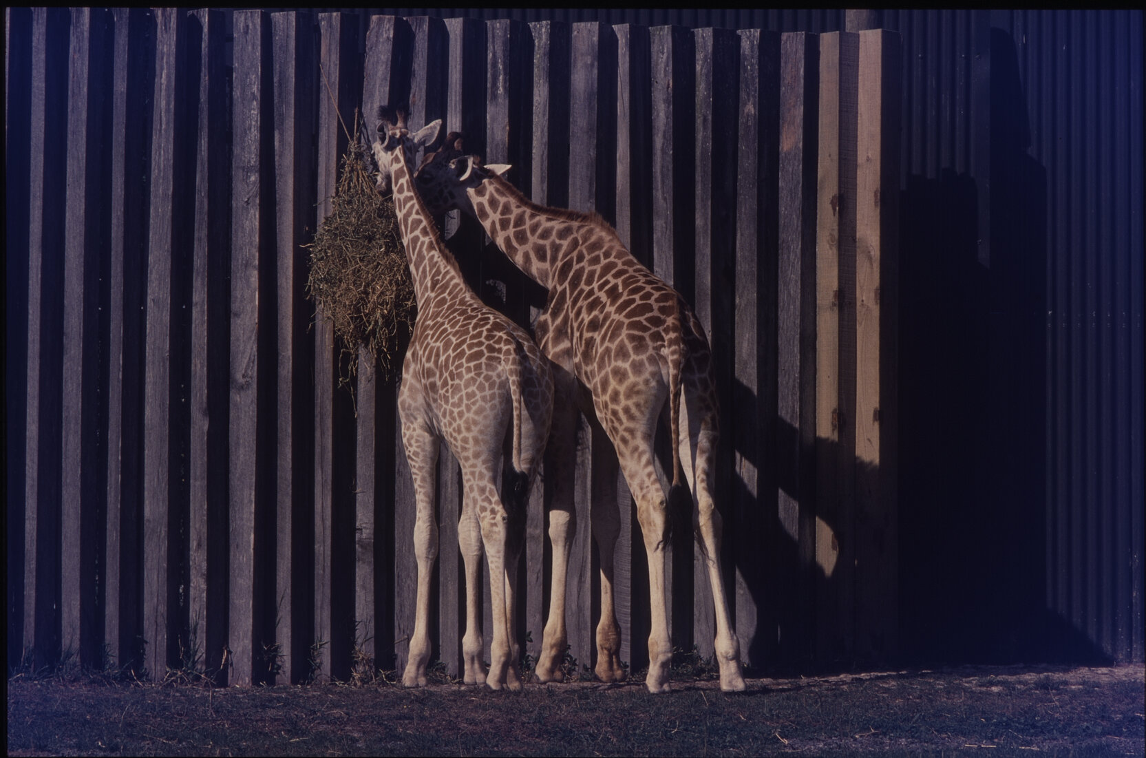 Wellington Zoo, giraffes in enclosure
