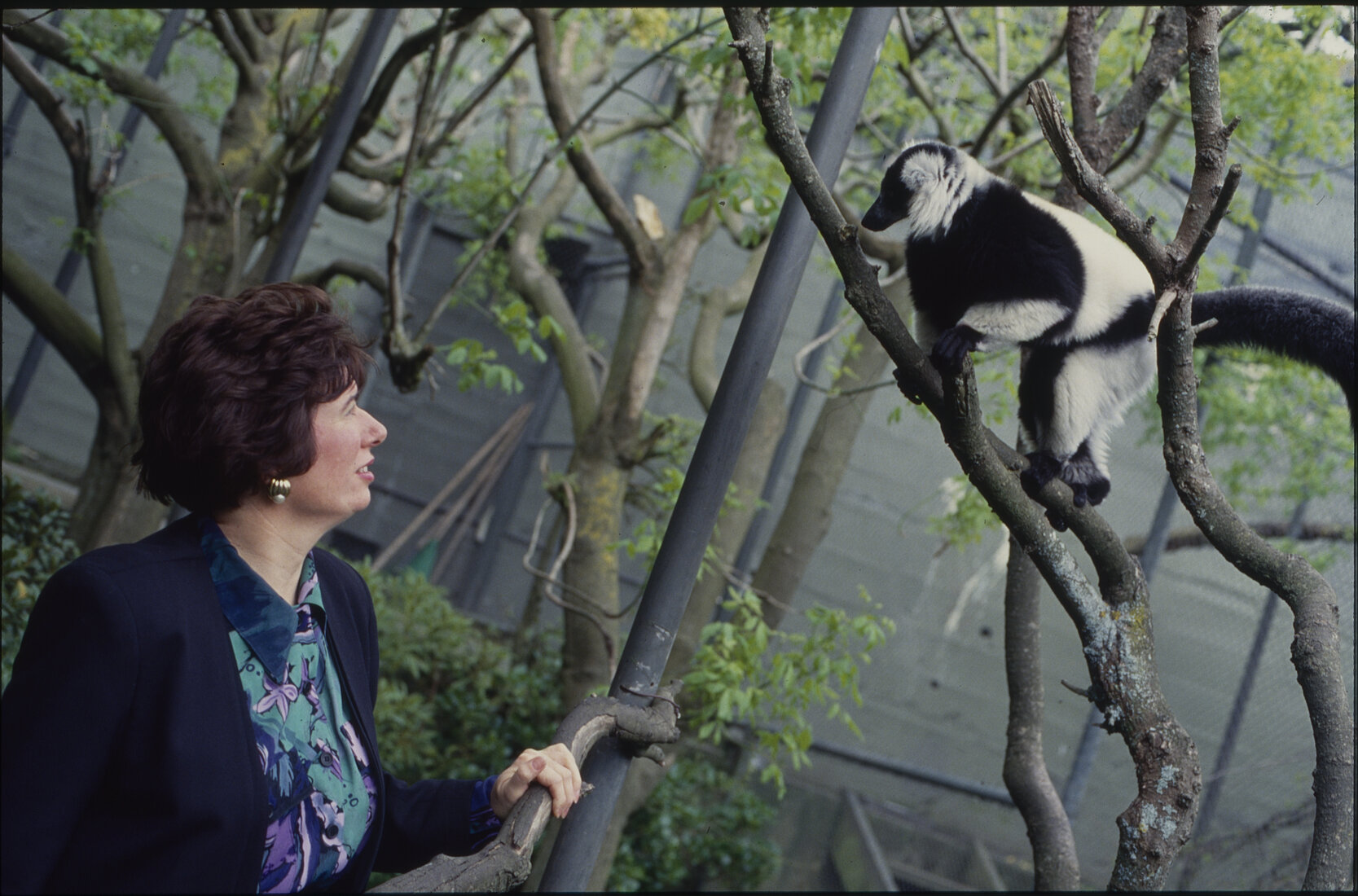 Wellington Zoo, Mayor Fran Wilde with Lemur