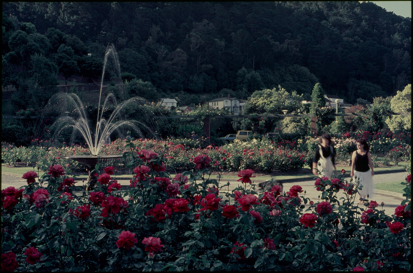 Parks and Recreation - Botanical Gardens: Rose Gardens
