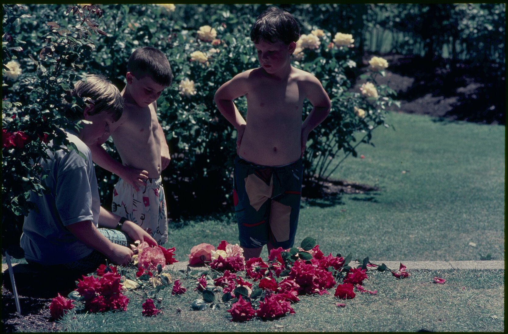 Parks and Recreation - Botanical Gardens: Rose Gardens