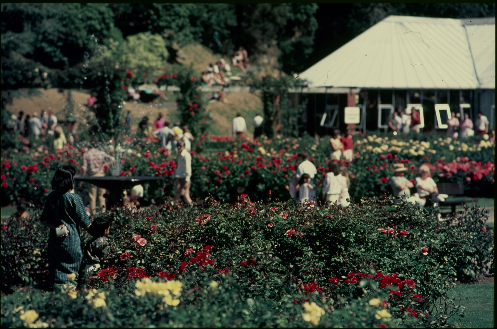 Parks and Recreation - Botanical Gardens: Rose Gardens