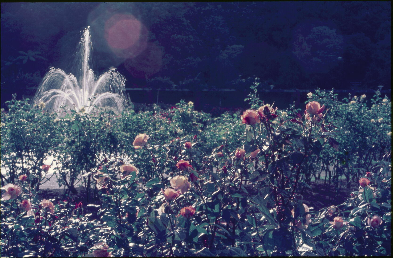 Parks and Recreation - Botanical Gardens: Rose Gardens