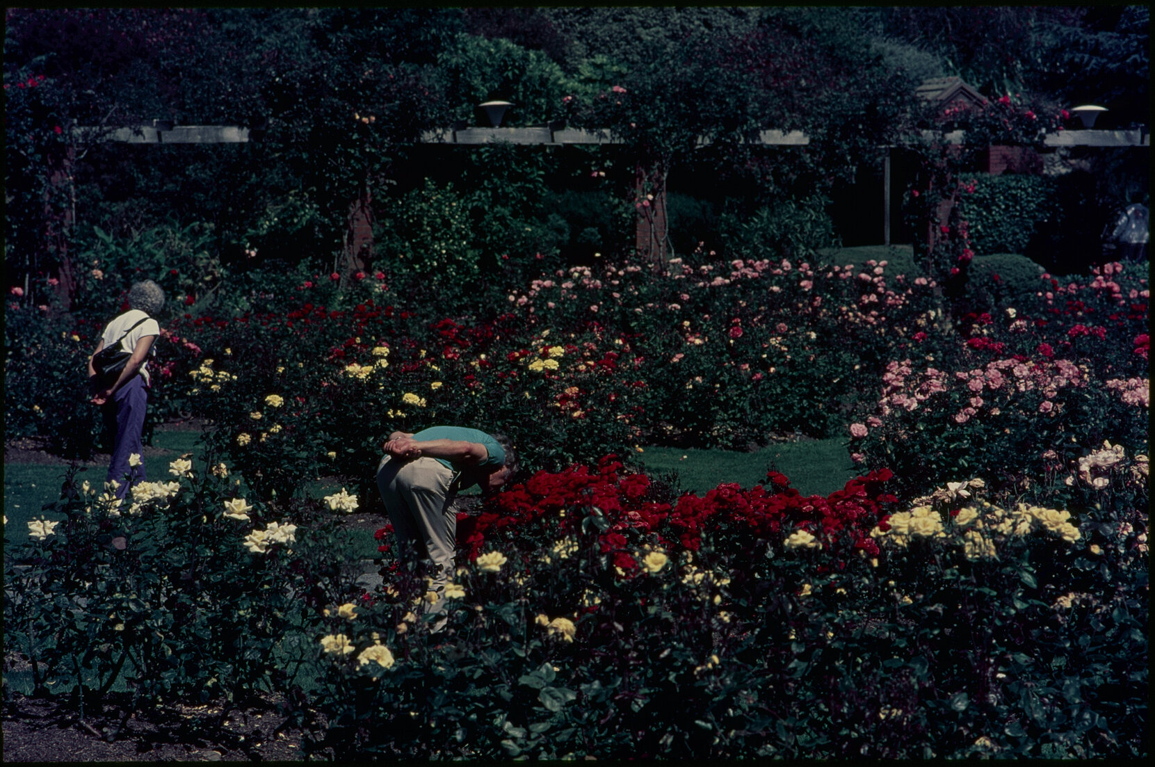 Parks and Recreation - Botanical Gardens: Rose Gardens