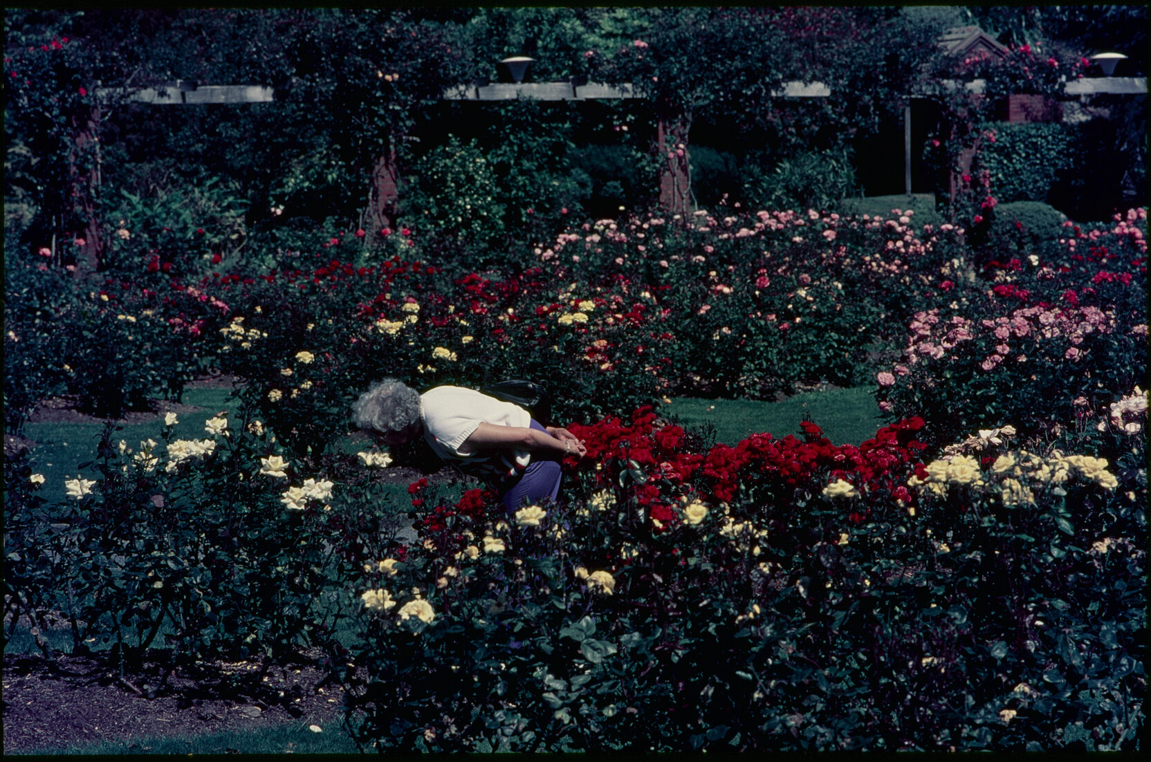 Parks and Recreation - Botanical Gardens: Rose Gardens