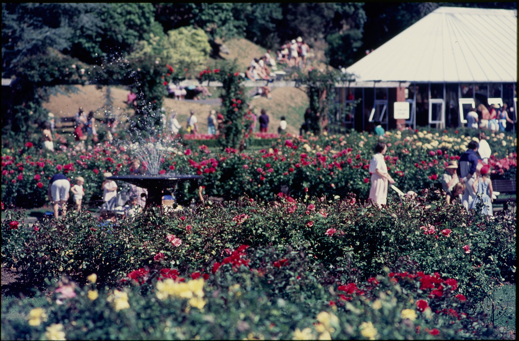 Parks and Recreation - Botanical Gardens: Rose Gardens