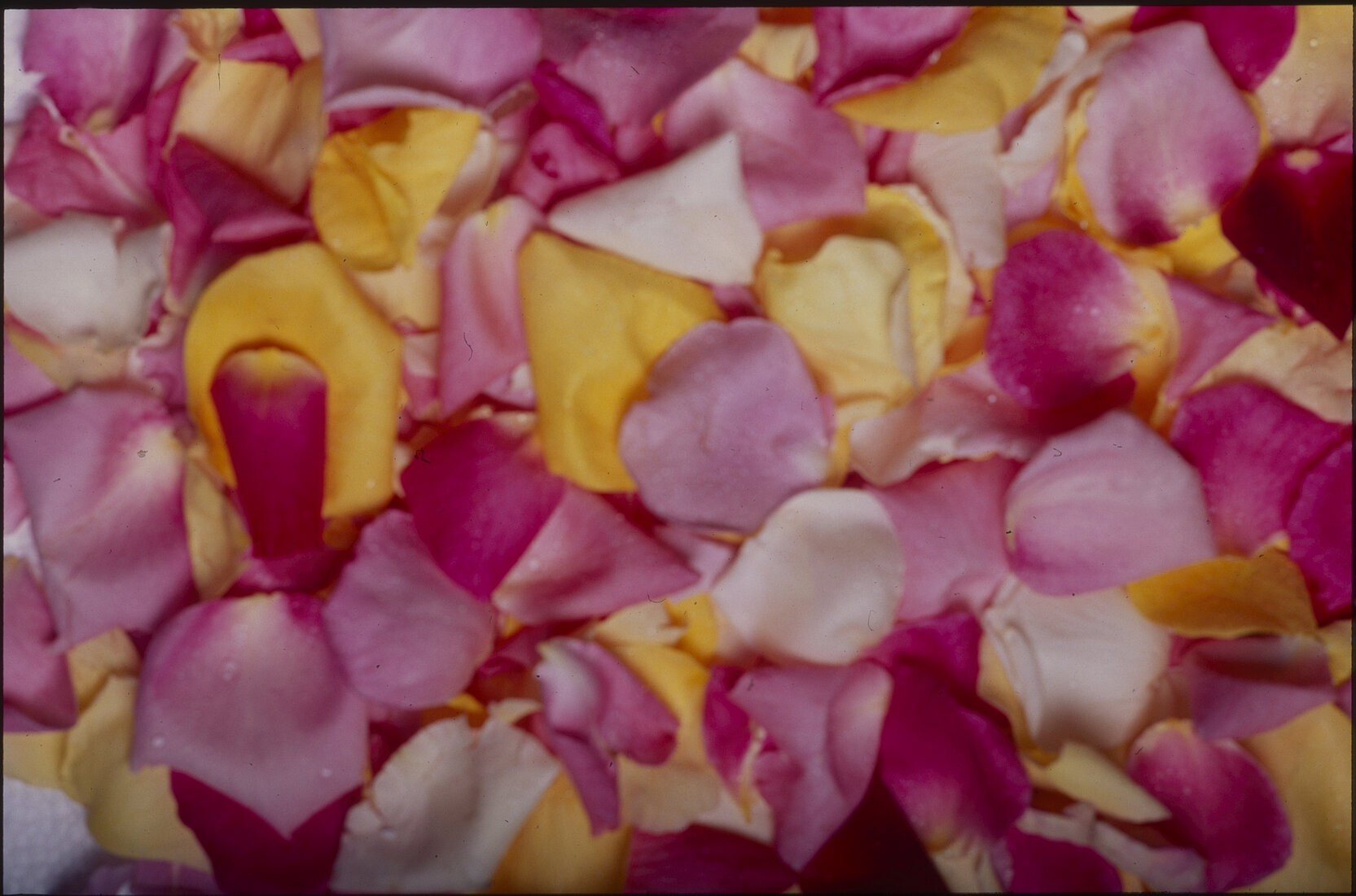 Parks and Recreation