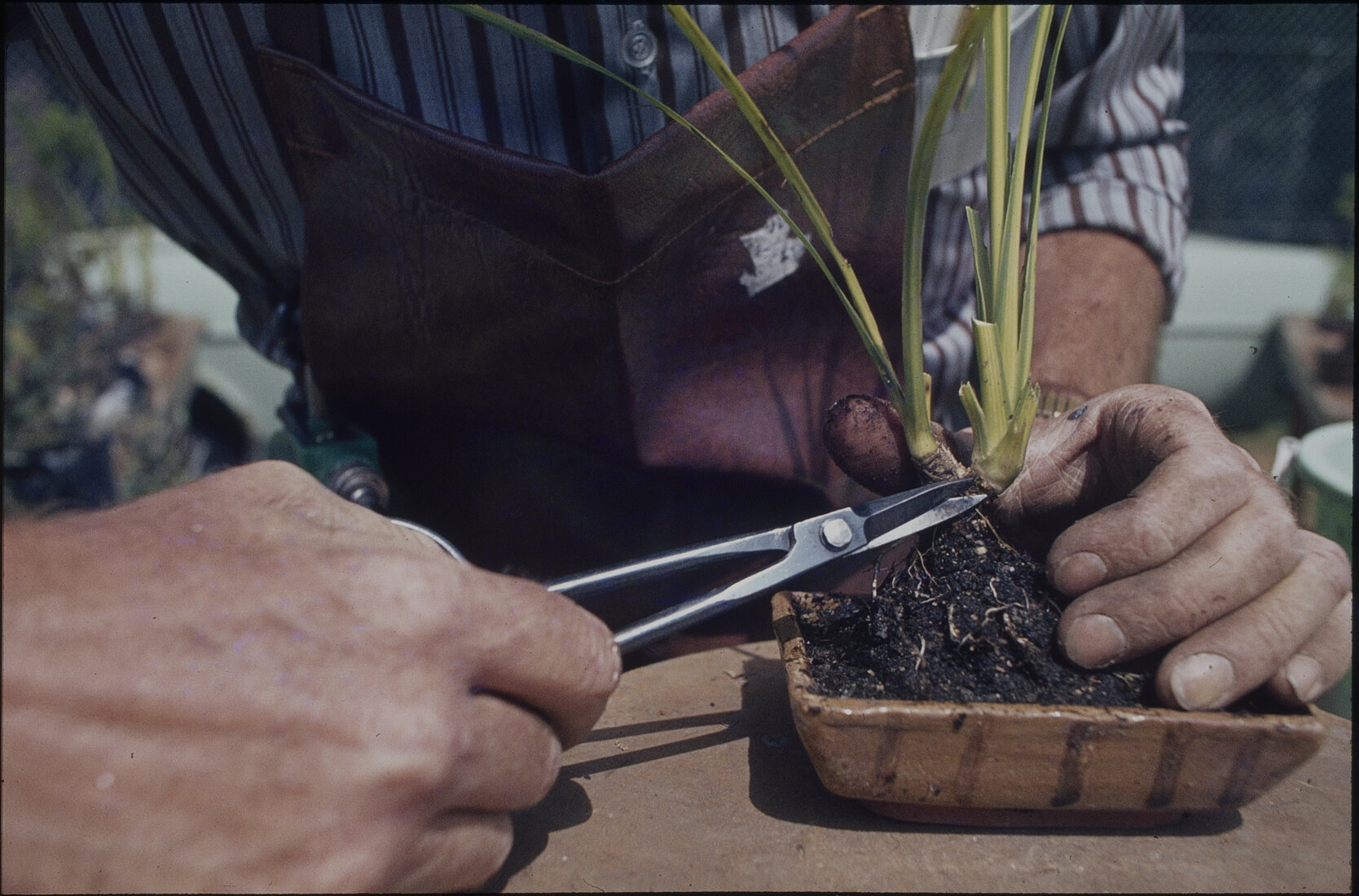 Summer City - Town and country / Pie Baking