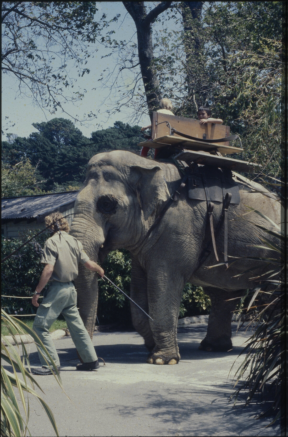 Children riding an elephant at the Wellington Zoo, Summer City