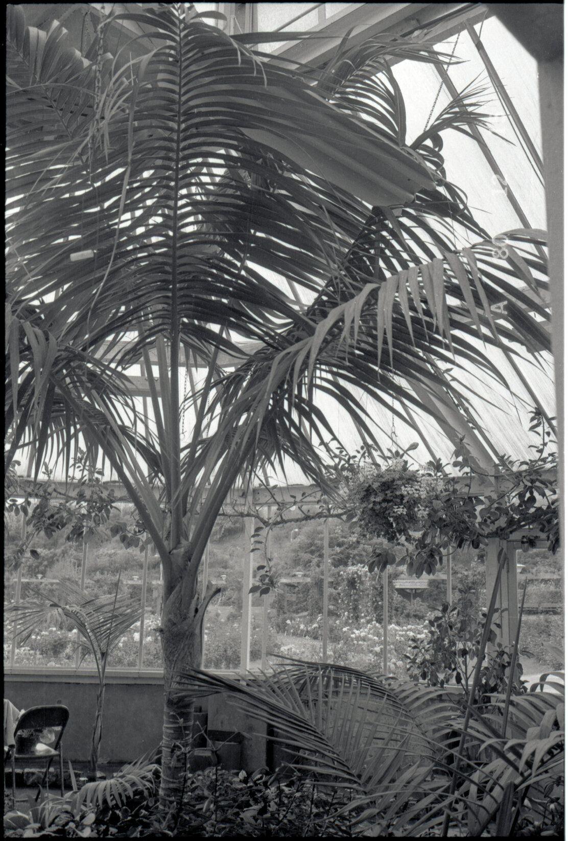 Botanic Gardens: Begonia House, prior building of new tea rooms, interior