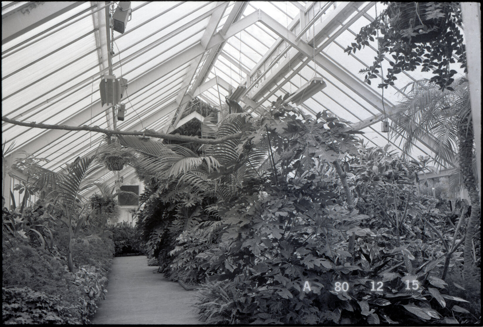 Botanic Gardens: Begonia House, prior building of new tea rooms, interior