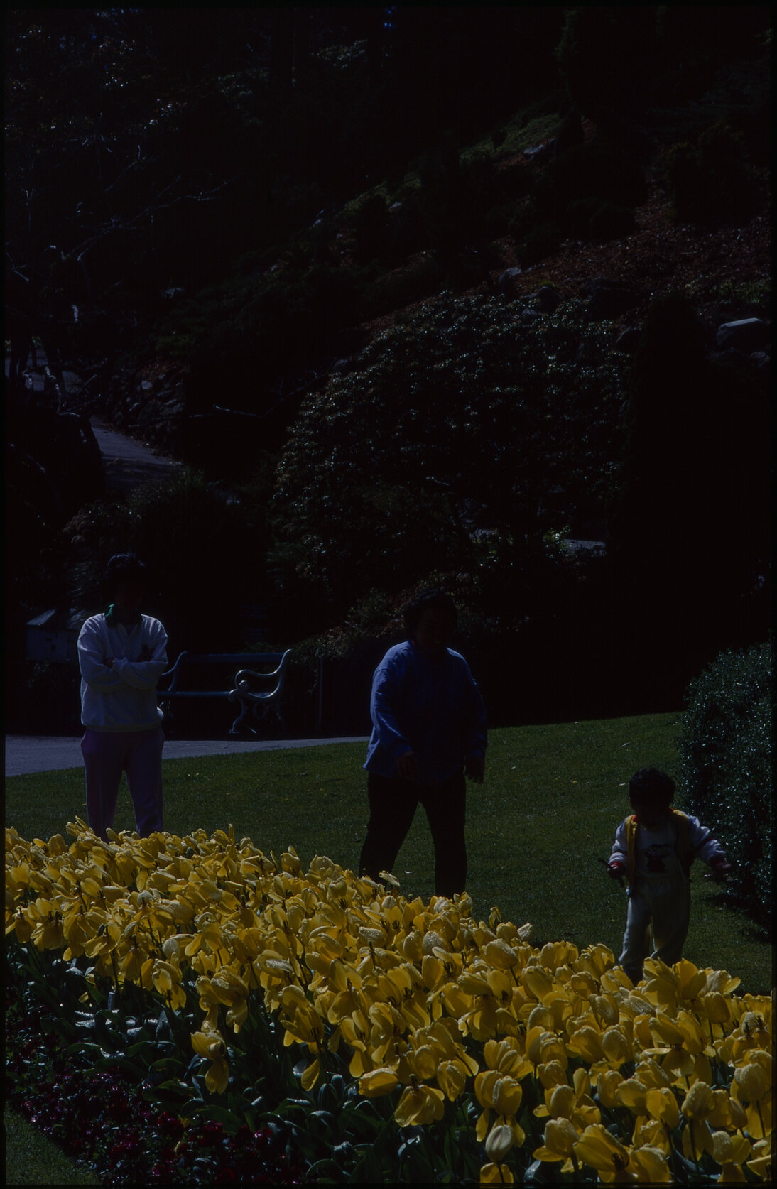 Botanical Gardens, tulip flower beds