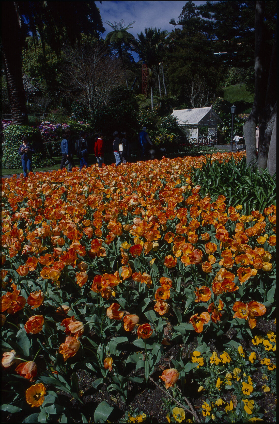 Botanical Gardens, tulip flower beds