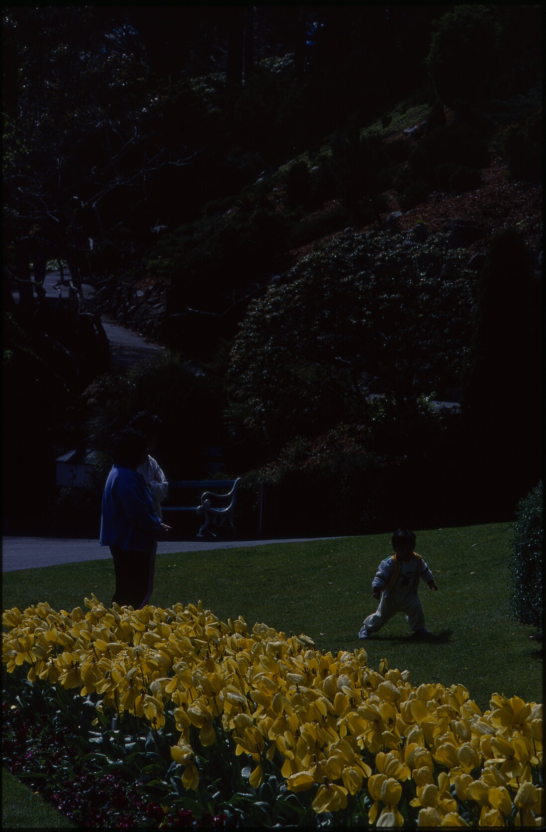 Botanical Gardens, tulip flower beds