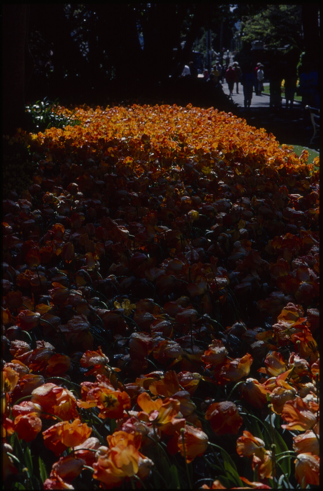 Parks and Recreation - Botanical Gardens
