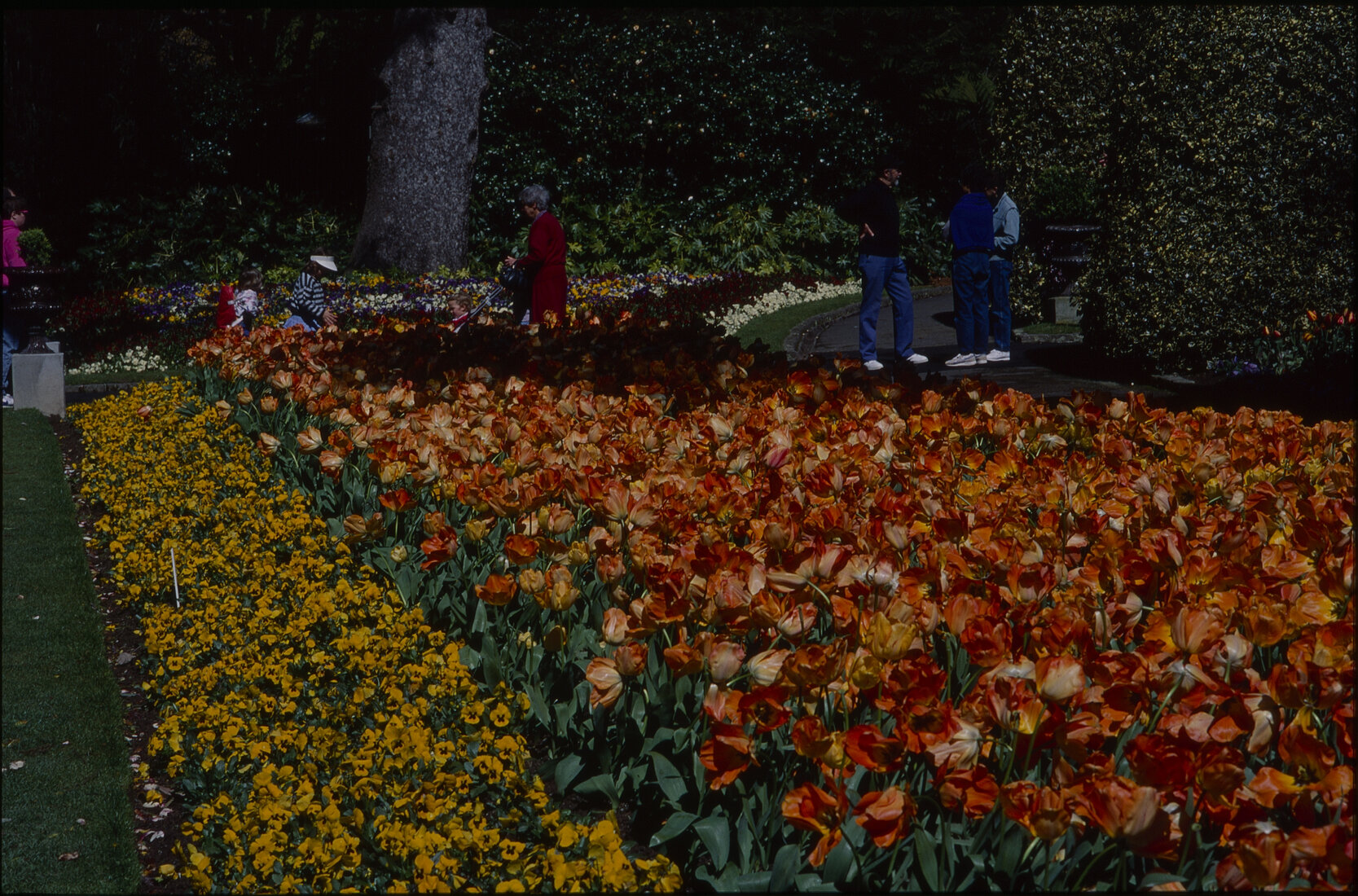 Tulip flower beds and visitors in Wellington Botanic Gardens
