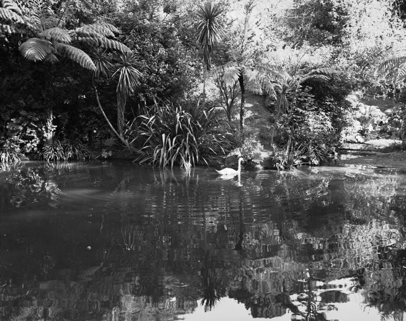 Duck Pond, Botanic Garden