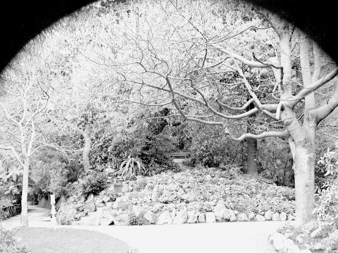 Walkway, Botanic Garden