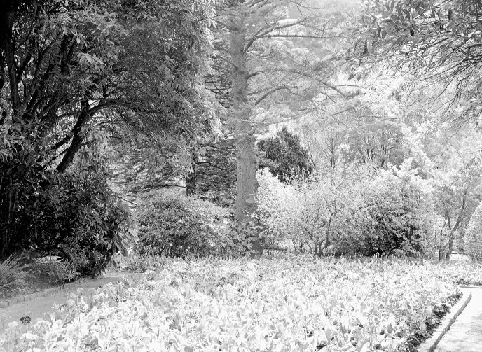 Flower Beds, Botanic Garden