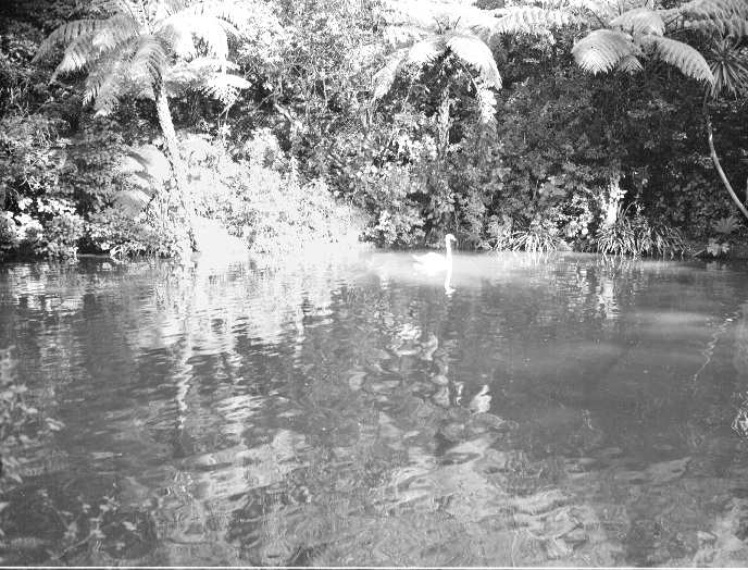 Duck Pond, Botanic Garden