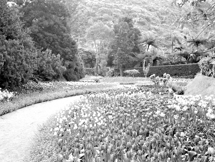 Tulips, Flower Beds, Botanic Garden