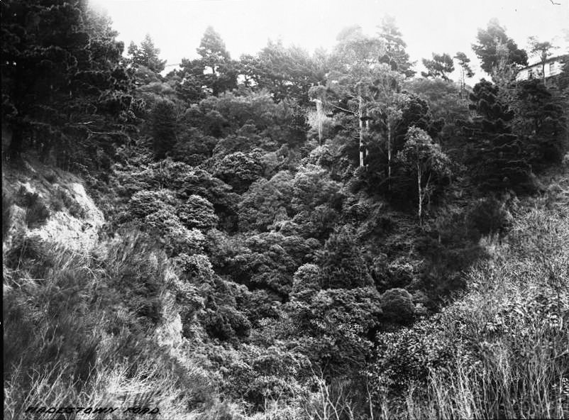 Bush covered gully. [ Photographer