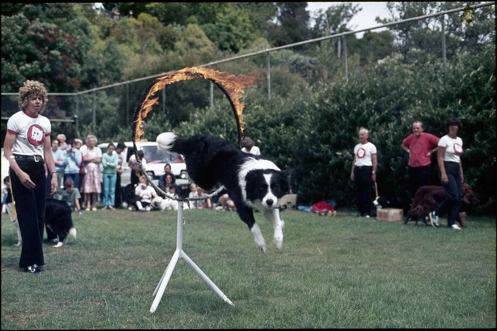 Summer City, dog show