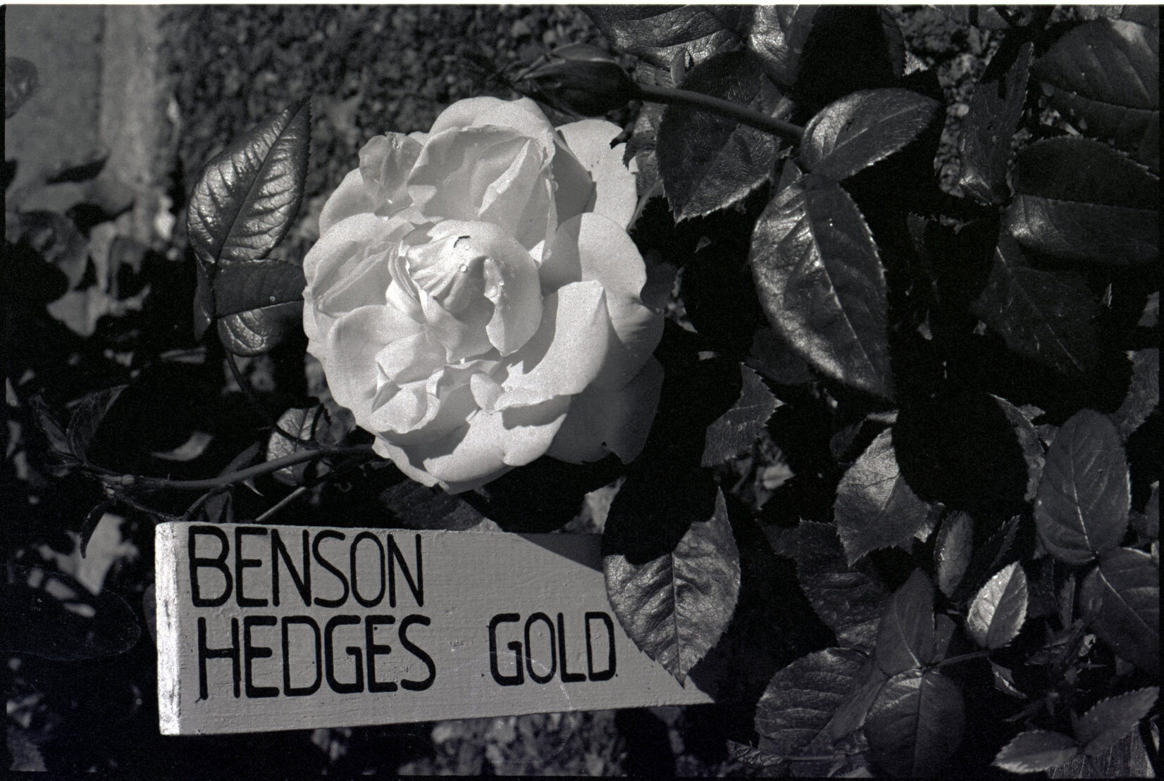 Lady McKenzie Garden for Blind