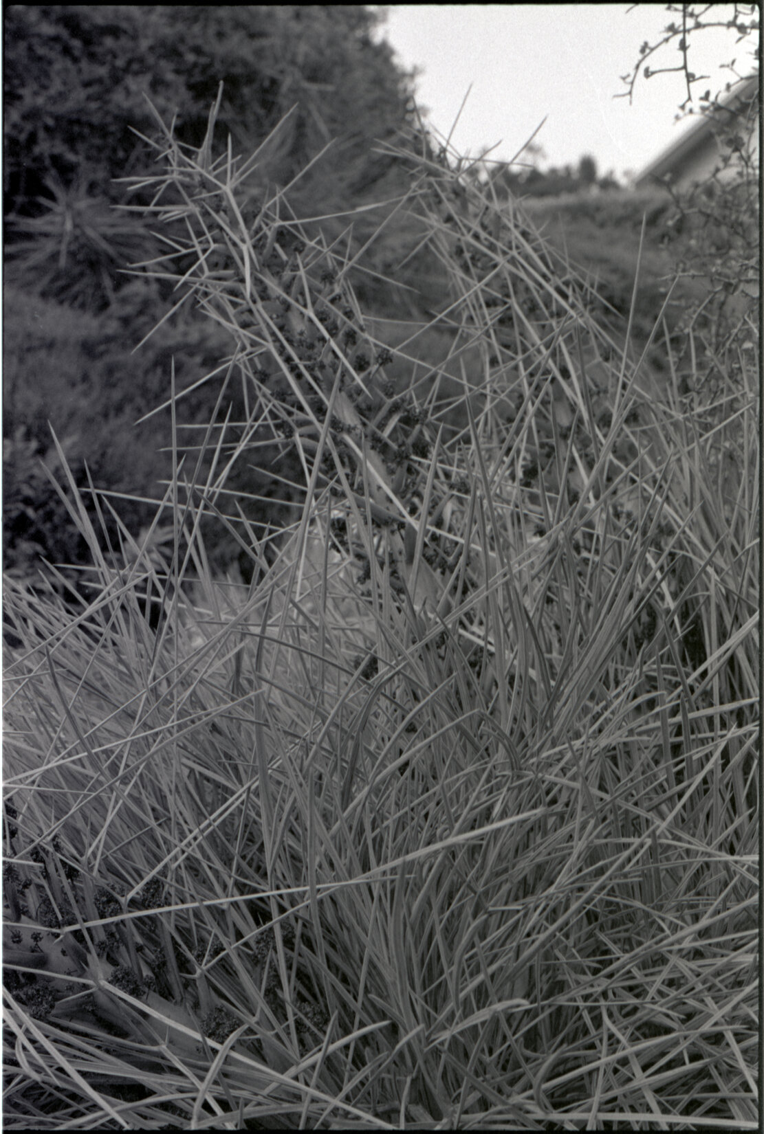 Lady McKenzie Garden for Blind