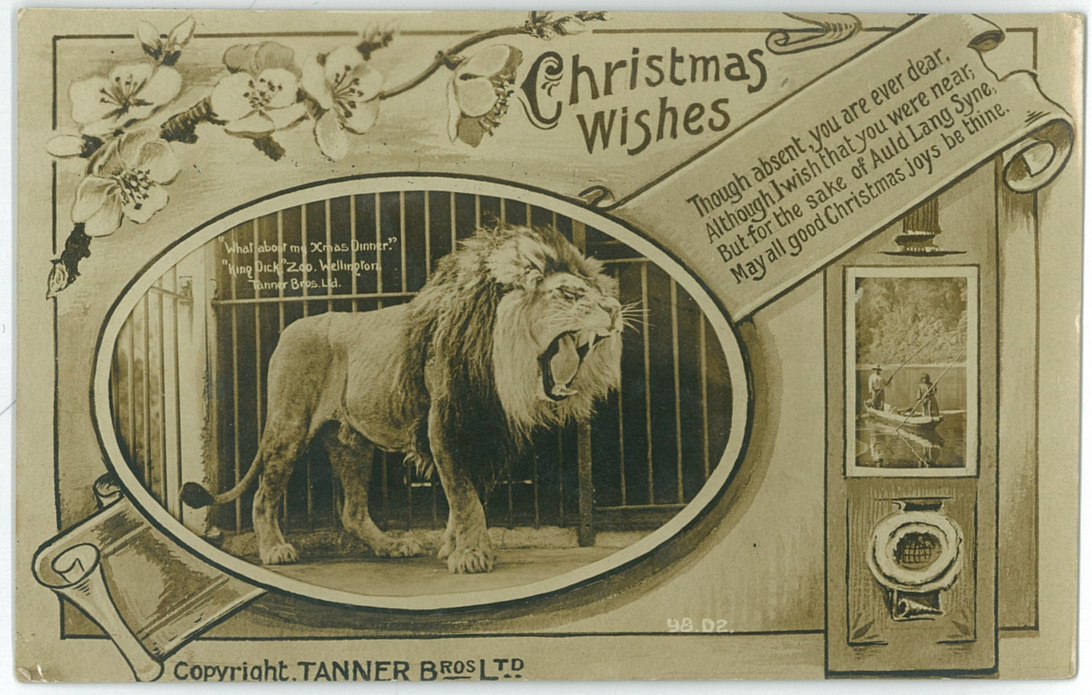 Christmas Wishes, King Dick, Wellington Zoo