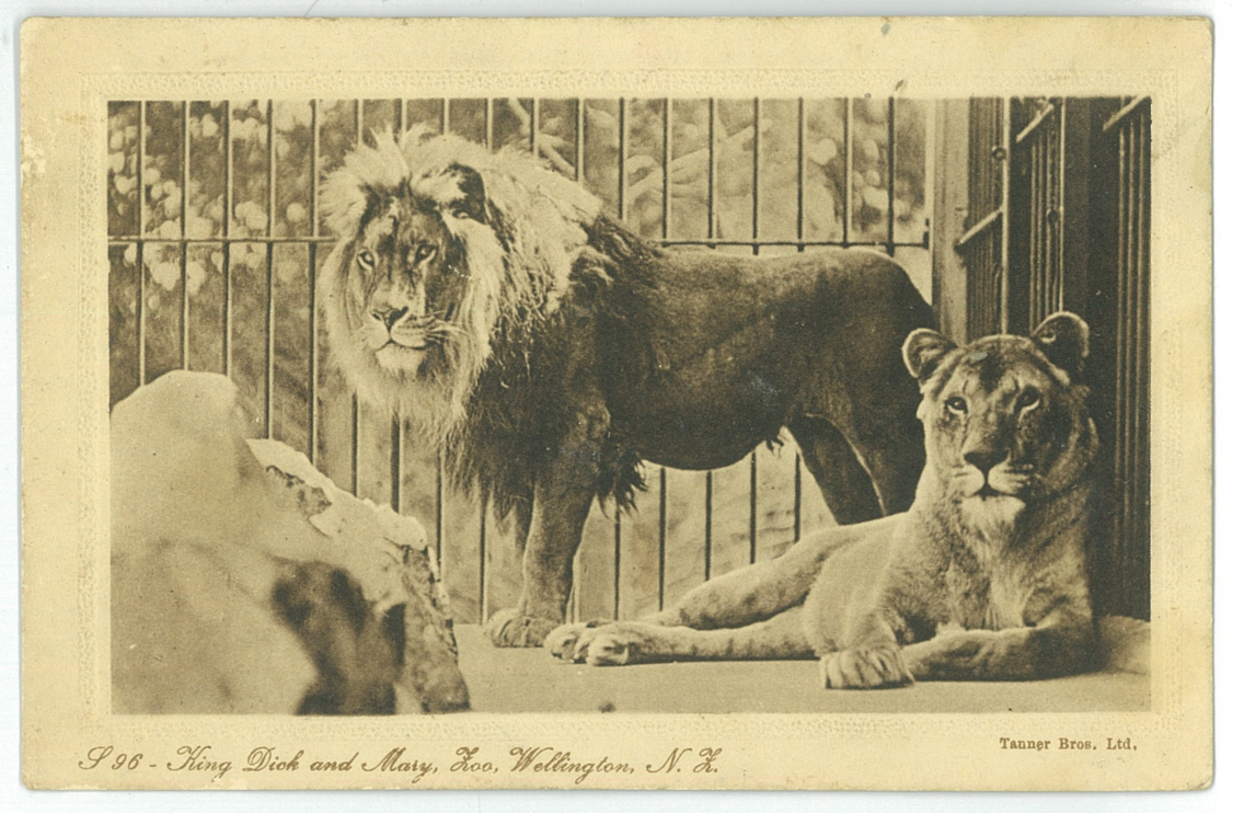 King Dick and Mary, Zoo, Wellington, New Zealand