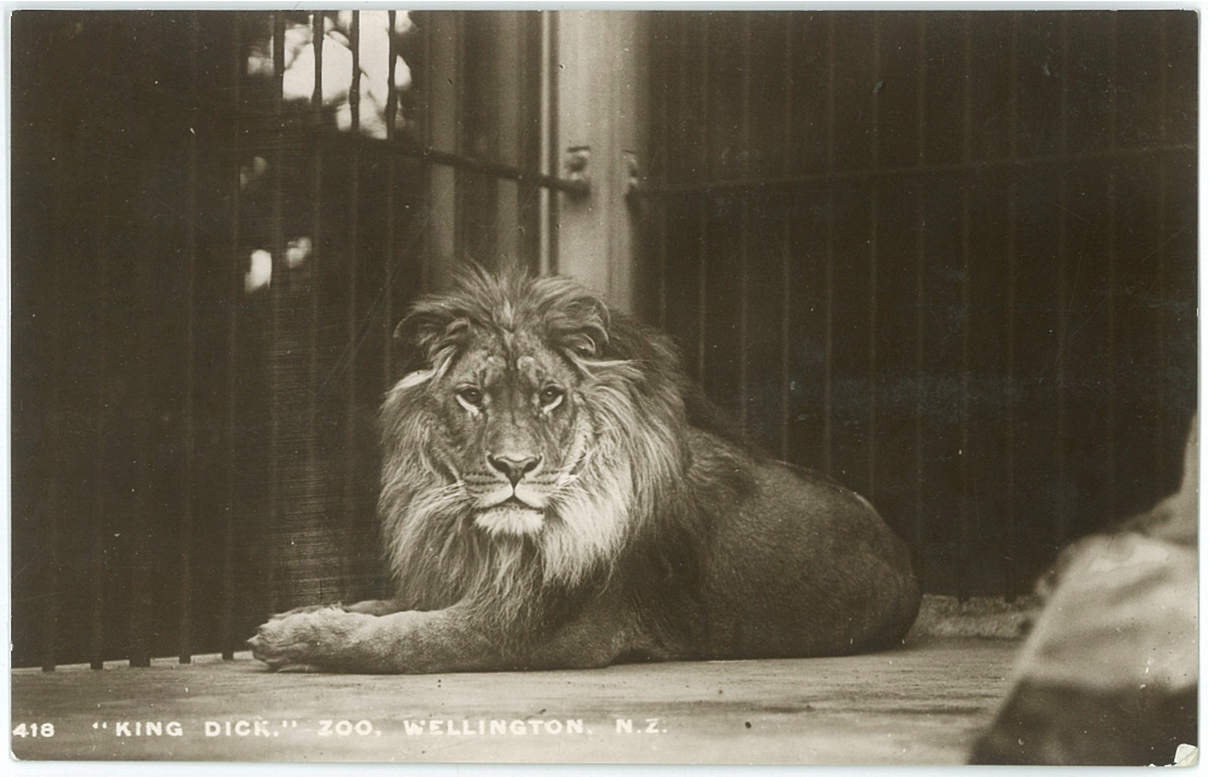 King Dick, Zoo, Wellington