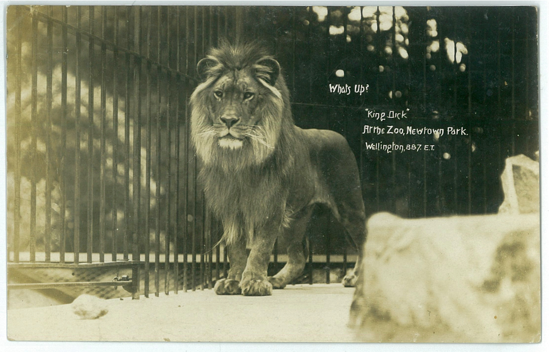 What's Up? King Dick at the Zoo, Newtown Park, Wellington