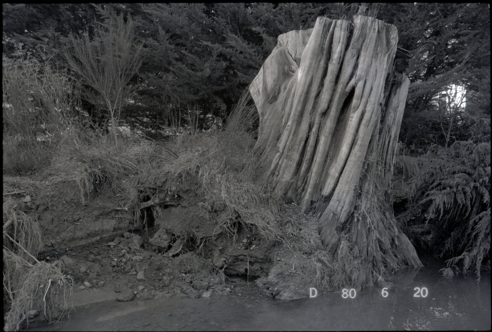 Middleton Road, Downers Yard, tree in stream