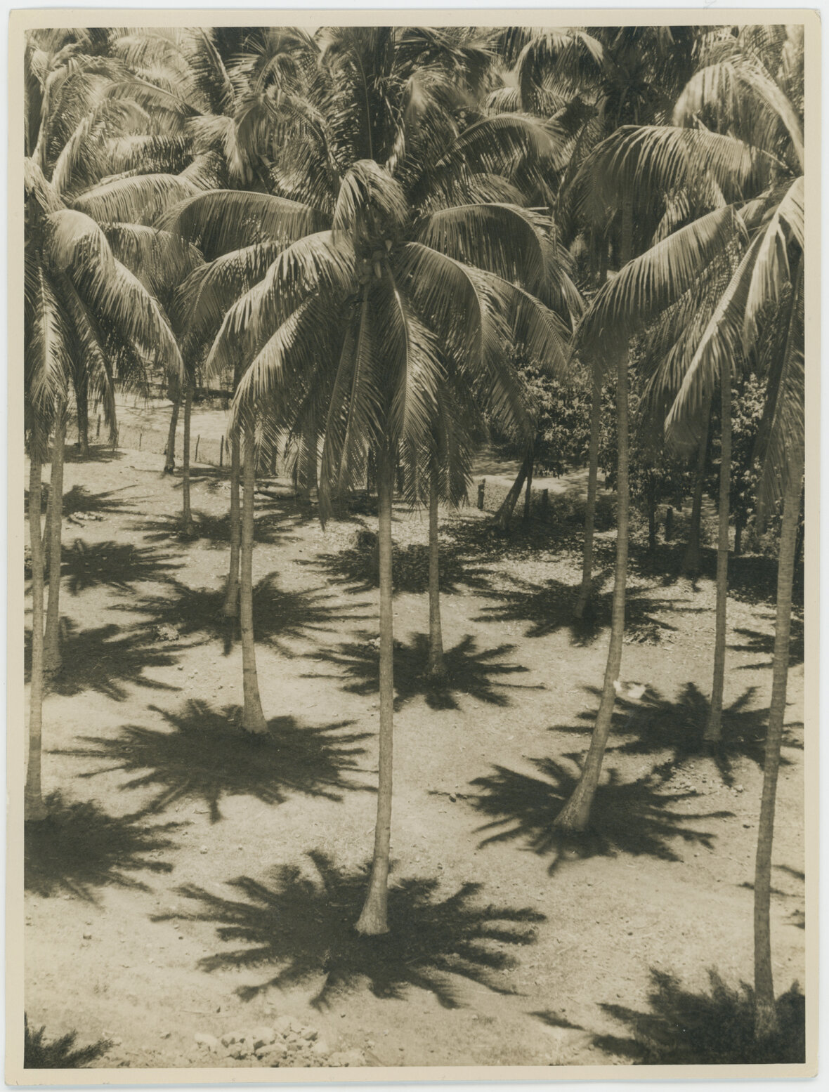 "Magic Carpet", Samoa