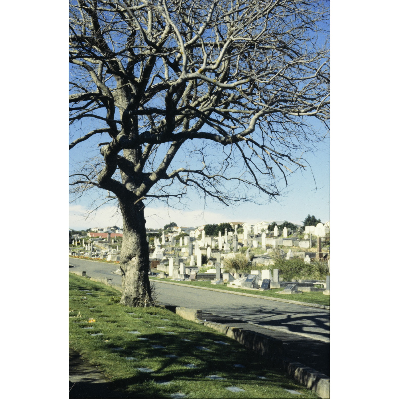 Karori Cemetery 