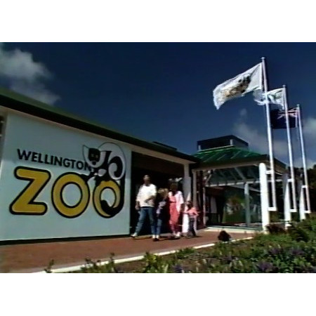 Whiskers Lion - Wellington Zoo