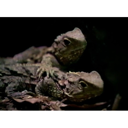Wellington Zoo - It's all new.