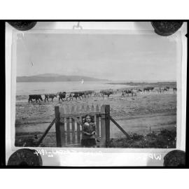 Plimmerton Extension