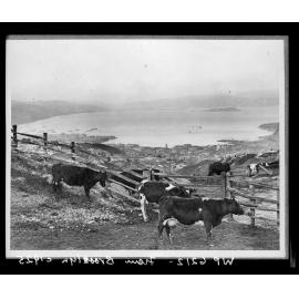 Elevated view of Wellington harbour, from Brooklyn Hill
