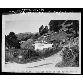 Poultry Farm on the outskirts of Karori