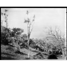 Uncleared land, Hataitai