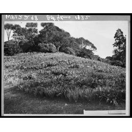 Hillside covered in flowering daffodils , Botanic Gardens