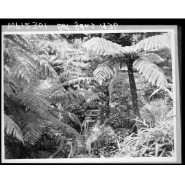 Waterfall set amongst the ferns, Botanic Gardens