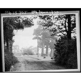 Trees on hillside, Botanic Gardens