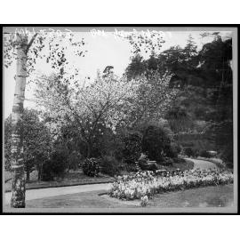 Tulips in flower, Botanic Garden