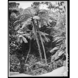 Man leaning on fence overlooking ferns / pungas, Botanic Garden