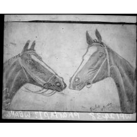 Copy photograph of a pencil drawing by WB Allen of horse, Pharlap