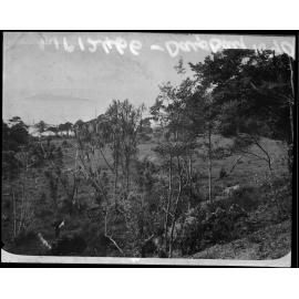 Cabbage Trees, Days Bay, Eastbourne