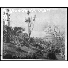 Uncleared land, Hataitai / Roseneath boundary