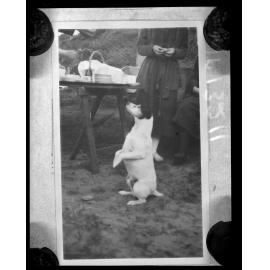 Dog begging at table